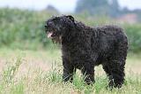 BOUVIER DES FLANDRES 421